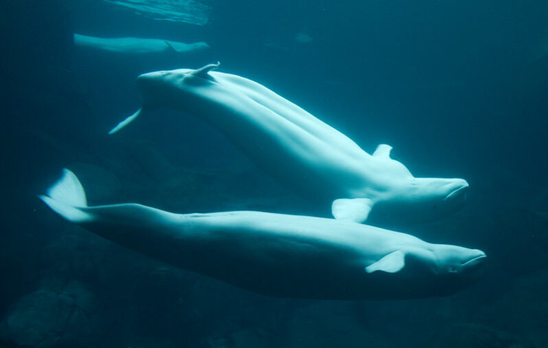 Beluga or white whale, Delphinapterus leucas. courtship (by Brian Gratwicke CC BY 2.0 via Flickr).