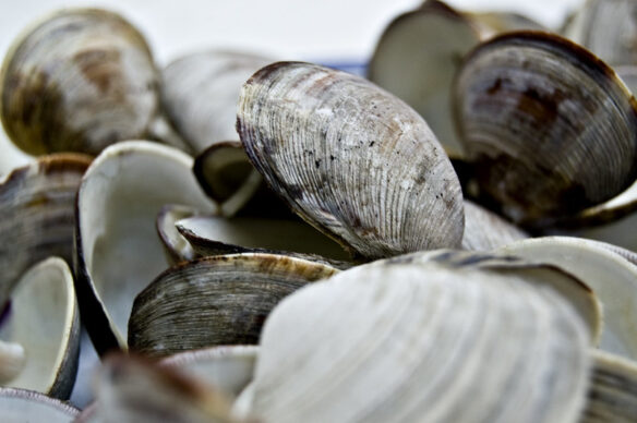 Clam Shells (by Lindsey B. CC BY-SA 2.0 via Flickr).