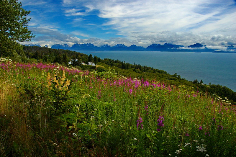 Cook Inlet from Homer (by Dave Bezaire CC BY-SA 2.0 via Flickr).