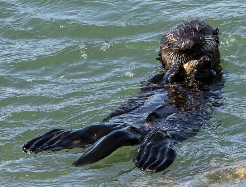 Southern sea otter pup learns how to eat shellfish by mimicking mother's actions, first by manipulating an empty shell (Photo © Kim Steinhardt).