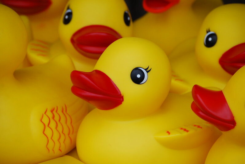 Ducks--close up (by Kelly McCarthy CC BY-SA 2.0 via Flickr).