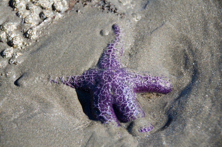 Ochre Sea Star (by wild trees CC BY-NC-ND 2.0 via Flickr).
