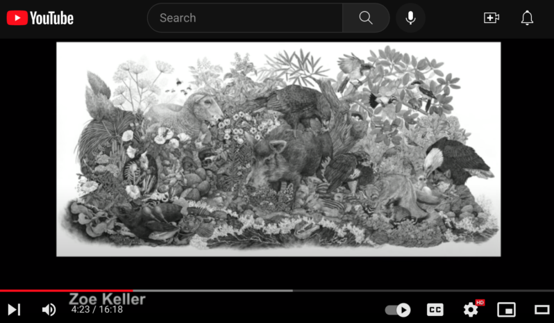 Screenshot of Zoe Keller's graphite illustration, LIMUW | Santa Cruz Island, California, shown in TEDxUIdaho talk by Kristin LeVier (via Youtube at 4:23 min)