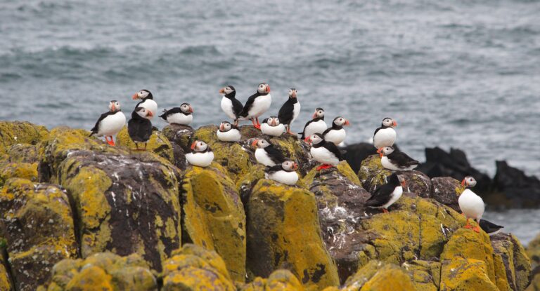 Puffins on the coast of Fife, Scotland (by Magnus Hagdorn CC BY-SA 2.0 via Flickr).