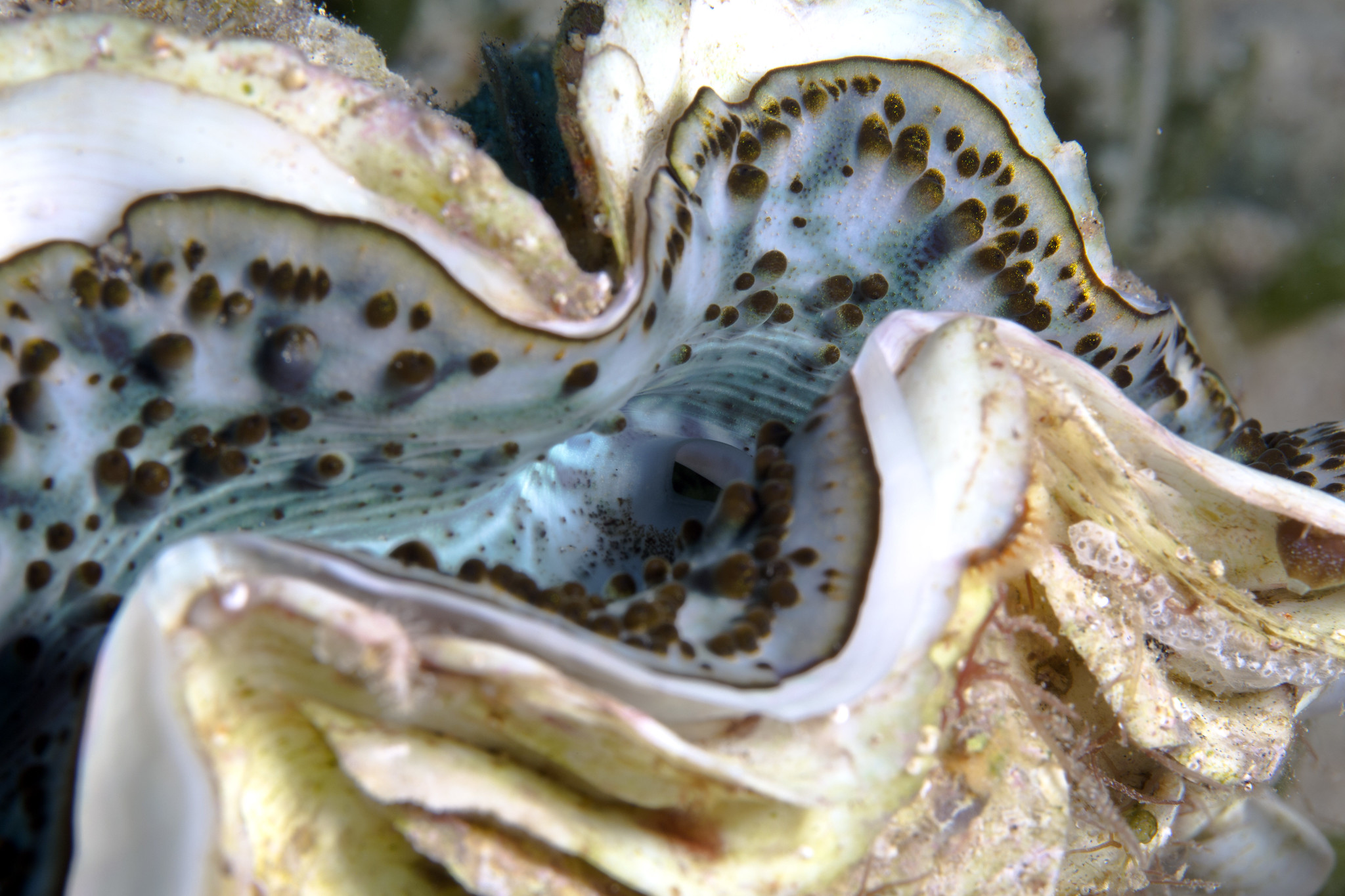 Giant Clam (by Silke Baron CC BY 2.0 via Flickr)