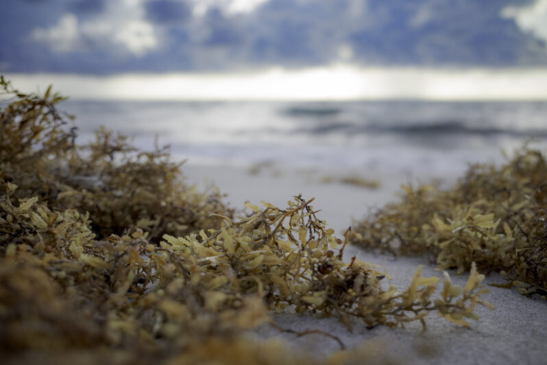 Sargassum Seaweed, Sunny Isles, Florida (by Jimmy Baikovicius CC BY-SA 2.0 via Flickr).
