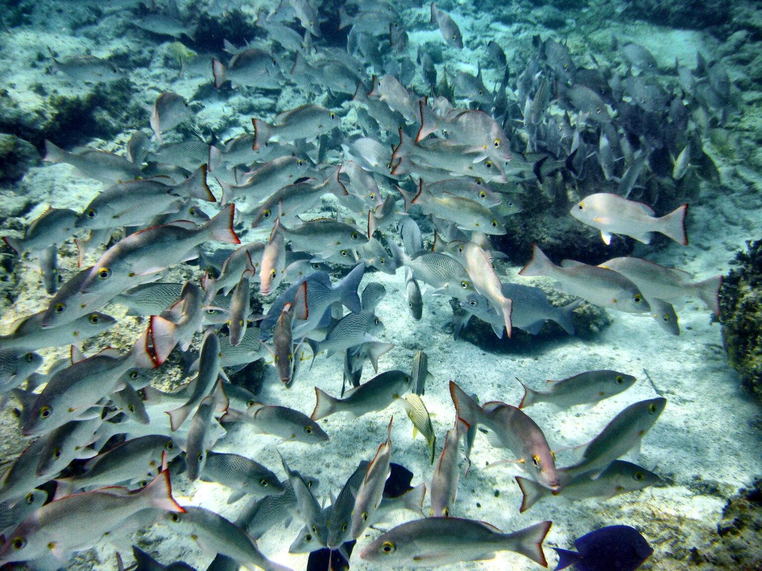 Uncertain Fish As Ocean Oxygen Levels Dip, Fish Face an Uncertain Future - Yale ...
