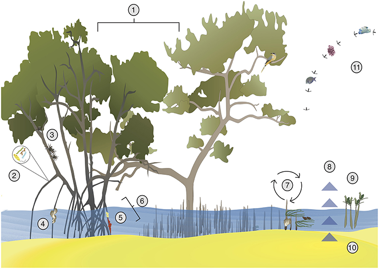 Positive interactions in mangrove ecosystems: (1) Multi-species plantations can sequester more carbon in sediments and can increase root yields. (2) Microbial communities receive food from mangrove root (3) Mixed stands of mangroves can provide association defense against herbivory. (4) Mangrove roots allow for oyster recruitment and reduce sedimentation stress (5) Mangroves provide carbon to sponges and sponges provide nitrogen to mangroves (6) Mangrove roots provide habitat for sponges and tunicates (7) mangrove pneumatophores trap algae and oysters, which support diverse mollusk communities. (8) Mangrove plantations sequester carbon in sediments (9) Other plant species can increase recruitment of mangroves (10) Higher densities of mangroves allow for more resilience to sea level rise. (11) Nearby coral reefs protect mangroves ((by Julianna J. Renzi, Qiang He and Brian R. Silliman, CC BY-SA 4.0 via Wikimedia).