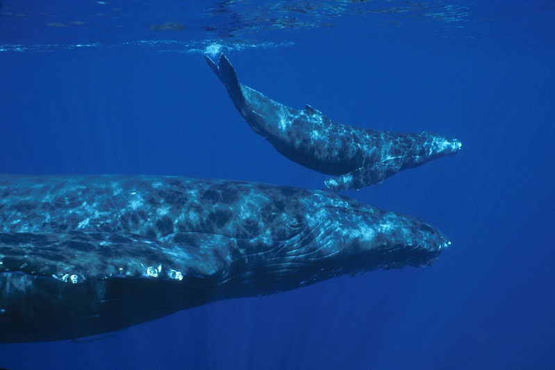 Mother humpback and calf (courtesy of NOAA Photo Library CC BY 2.0 via Flickr).