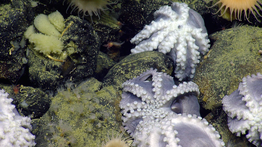 Pearl octopus (Muusoctopus robustus) nesting in rocky crevices in the "Octopus Garden" on the Davidson Seamount, part of the Monterey Bay Marine Sanctuary off the central coast of California. (courtesy of Ocean Exploration Trust / NOAA, public domain).