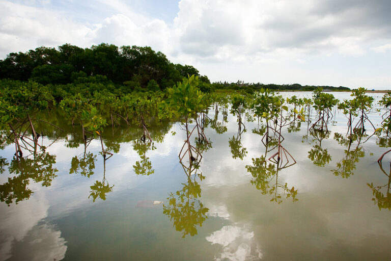 Mangroves in Bali are a vital part of the coastal ecosystem (by GRID-Arendal CC BY-NC-SA 2.0 via Flickr).