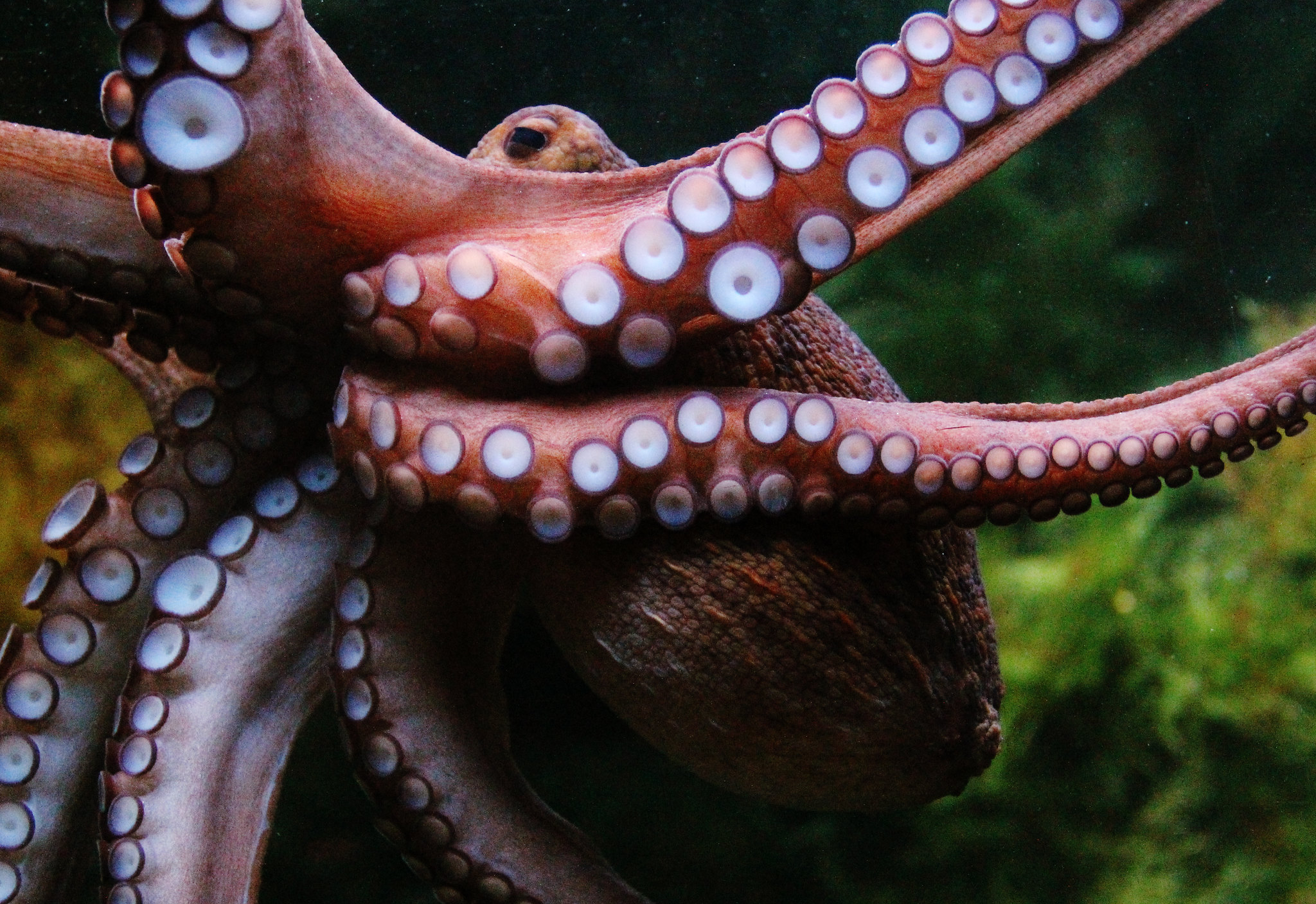 Octopus (by damn_unique CC BY-SA 2.0 DEED via Flickr).