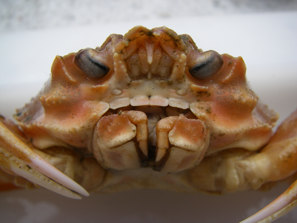Snow Crab detail (by NOAA Fisheries, public domain).