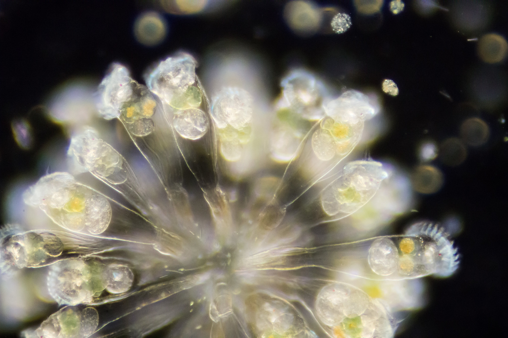 A colony of rotifers at 100x magnification (by Specious Reasons CC BY-NC 2.0 DEED via Flickr).