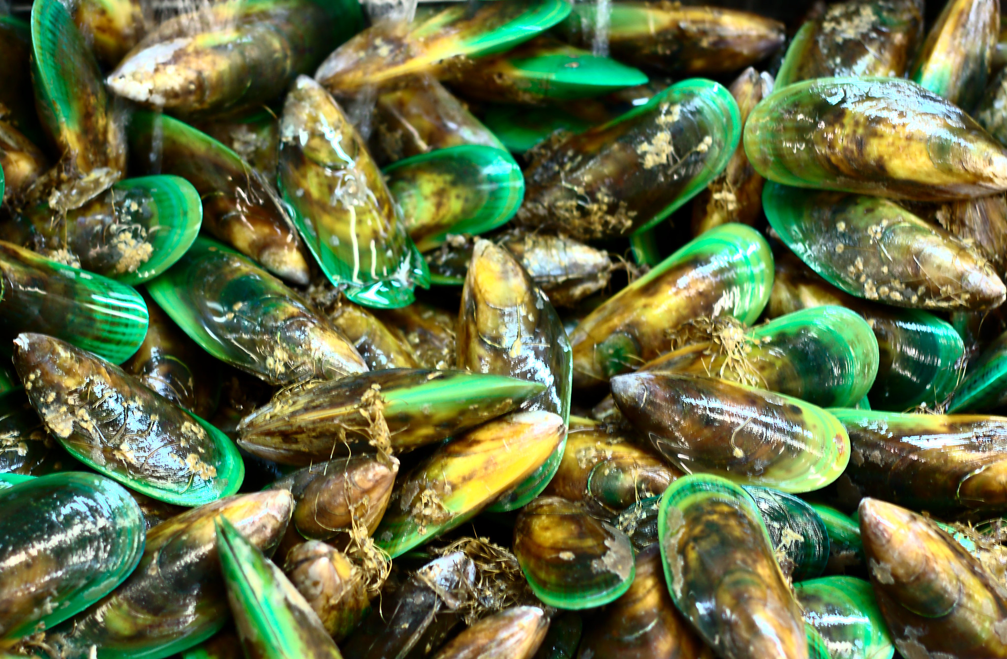 Green-lipped mussels (by Adrian Midgley CC BY-NC-ND 2.0 DEED via Flickr).