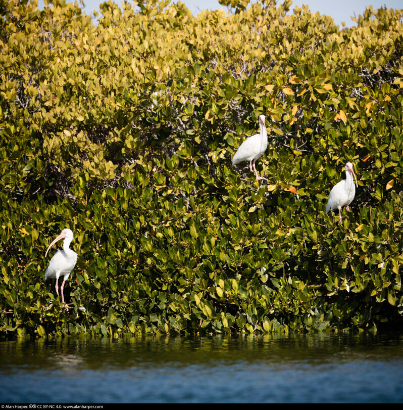 White ibis (and mangroves) at Laguna San Ignacio (by Alan Harper CC BY-NC 4.0 via Flickr).