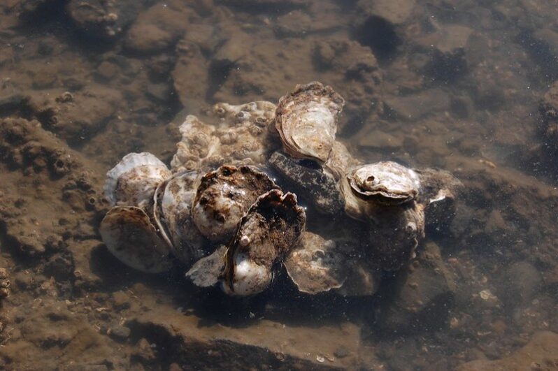 A cluster of Olympia oysters (by Matthew Gray, courtesy of Oregon State University CC BY-SA 2.0 DEED via Flickr).