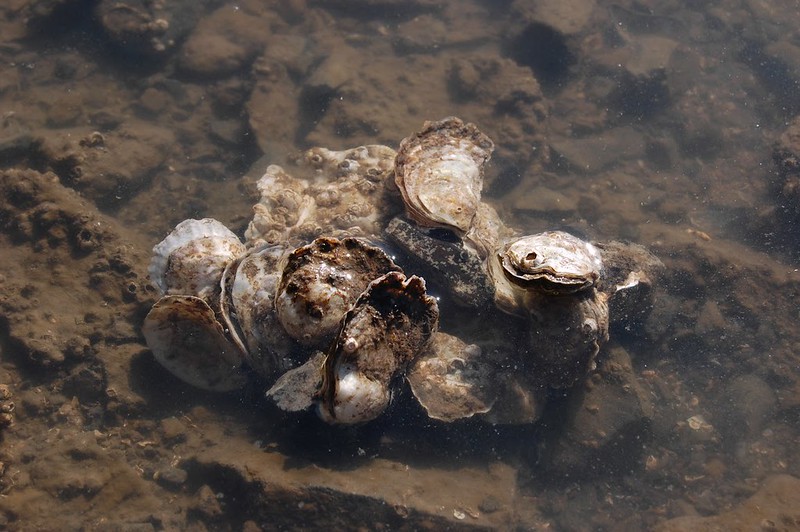 A cluster of Olympia oysters (by Matthew Gray, courtesy of Oregon State University CC BY-SA 2.0 DEED via Flickr).