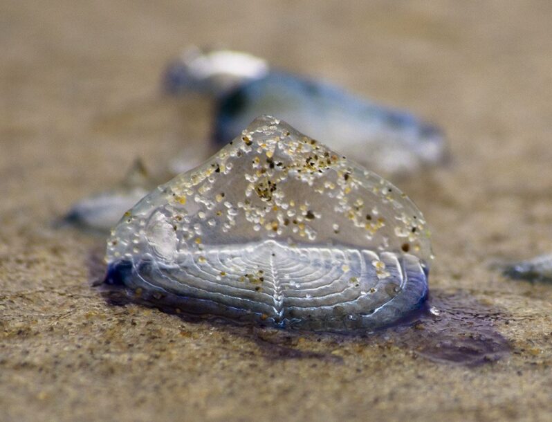By-The-Wind Sailors (Velella Velella) by Jonathan Lidbeck CC BY 2.0 DEED via Flickr.