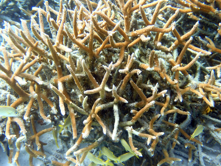 Staghorn Coral (Acropora cervicornis) in Bonaire, Caribbean Neatherlands, taken on January 21, 2024 (by Tom Murray CC BY-NC 2.0 DEED via Flickr).