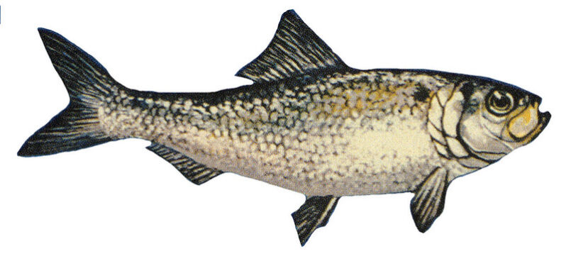 Illustration of the fish Alewife. Alosa pseudoharengus. (Courtesy of NOAA Great Lakes Environmental Research Laboratory, CC BY-SA 2.0 DEED, via Flickr).