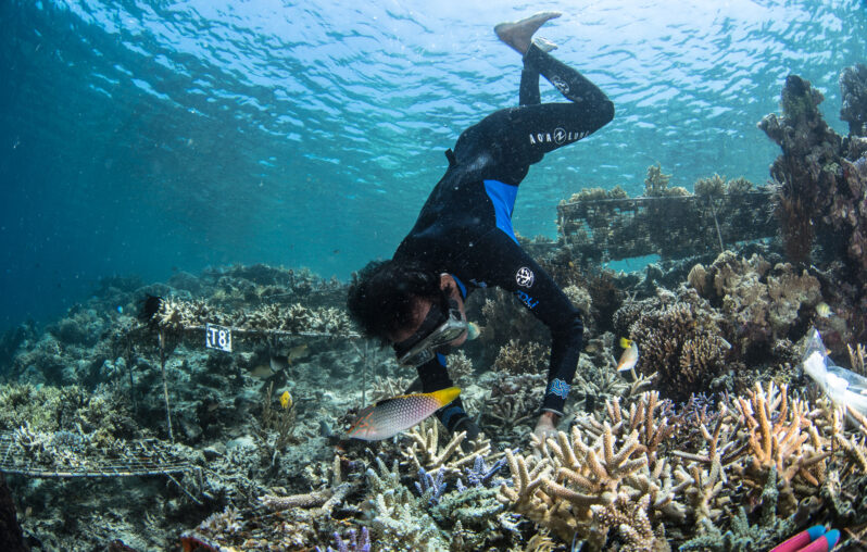 A former fisherman plants coral, Indonesia, Coral Guardian (photo by Martin Colognoli, courtesy of Ocean Image Bank, via the oceanagency.org).