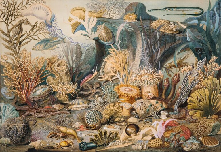 Ocean Life - watercolor by James M. Sommerville (probably the artist), Christian Schussele (probably the lithographer), courtesy of the Metropolitan Museum of Art, CC0, via Wikimedia Commons.