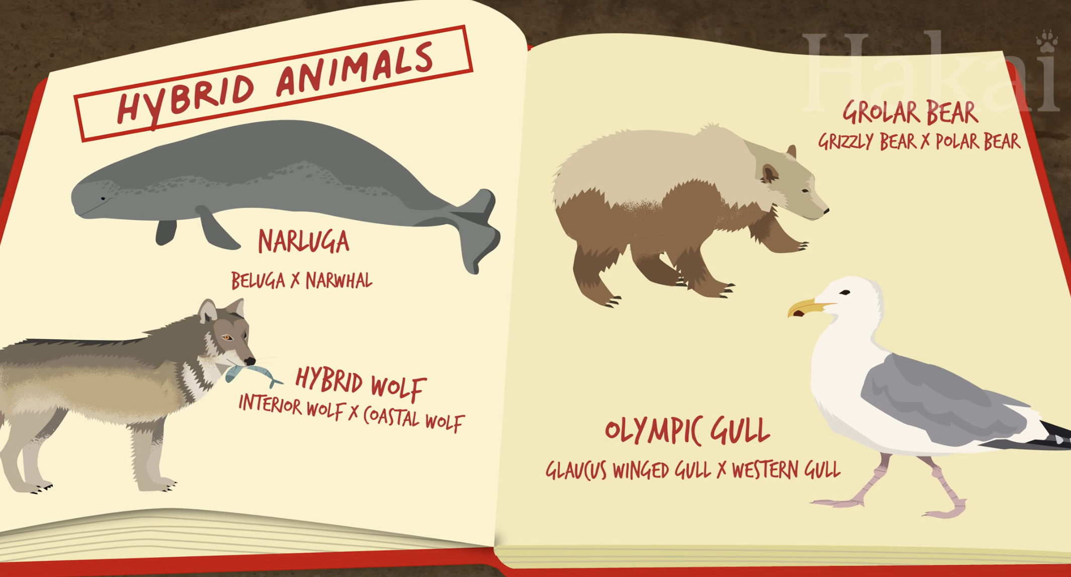Screenshot from Hakai Institute video, Long Story Shorts: What Are Hybrid Species? via Youtube.