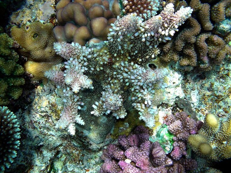 Coral Reefs in Papua New Guinea, April 2004 (by Brocken Inaglory, CC BY-SA 3.0 via Wikimedia)