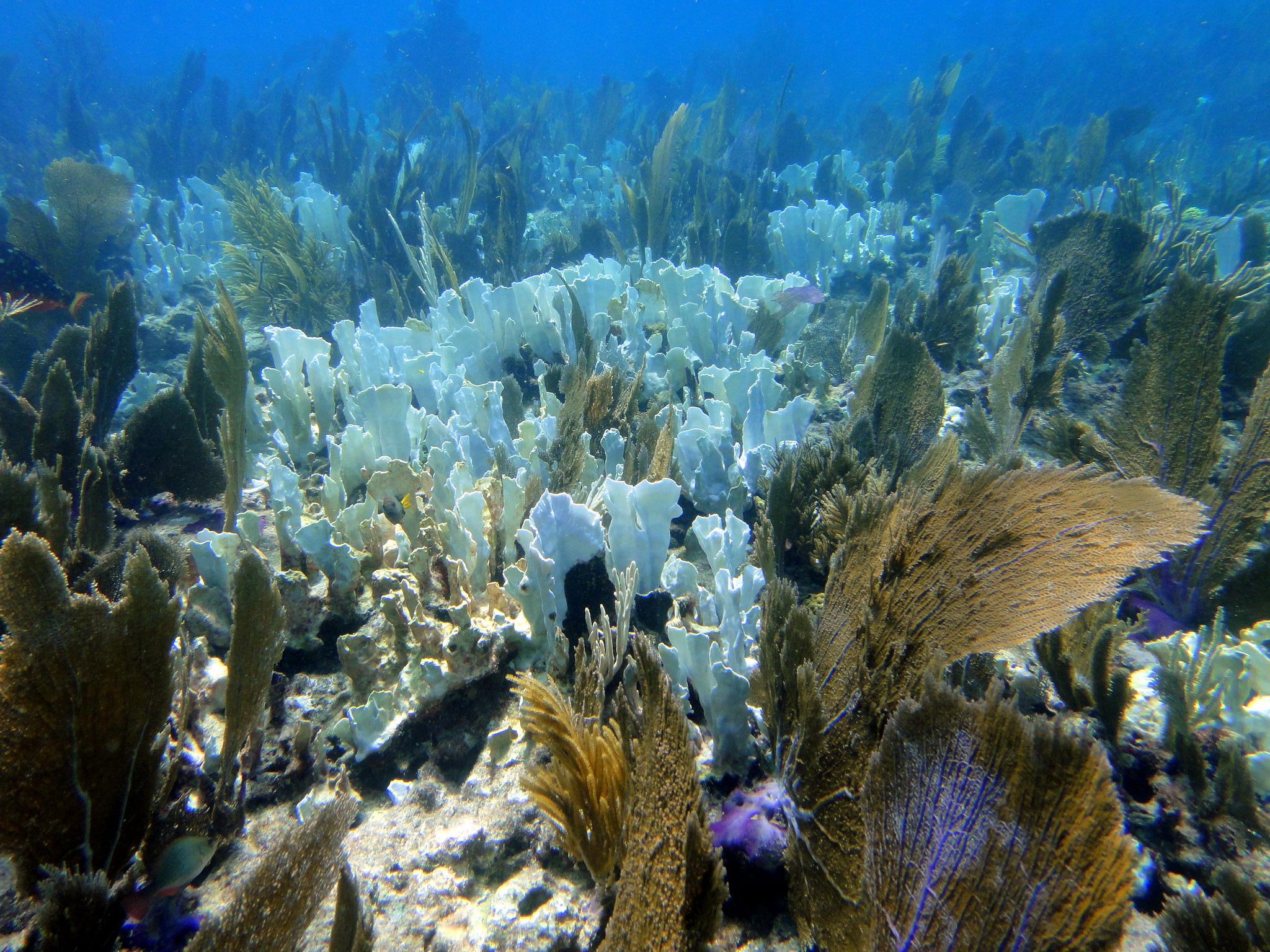 Bleached plate corals and Sea Fans on Molasses Reef, Key Largo, Florida (by Matt Kieffer CC BY-SA 2.0 DEED via Flickr).