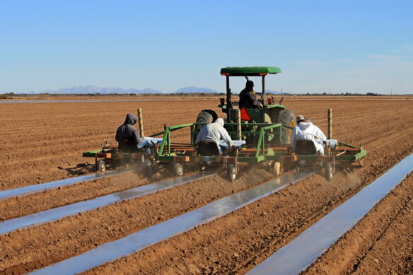Planting cantaloupe in the Imperial Valley: Plastic mulch is used to reduce water losses by evaporation and to control weeds (Courtesy of Water Alternatives Photos CC BY-NC 2.0 DEED via Flickr).