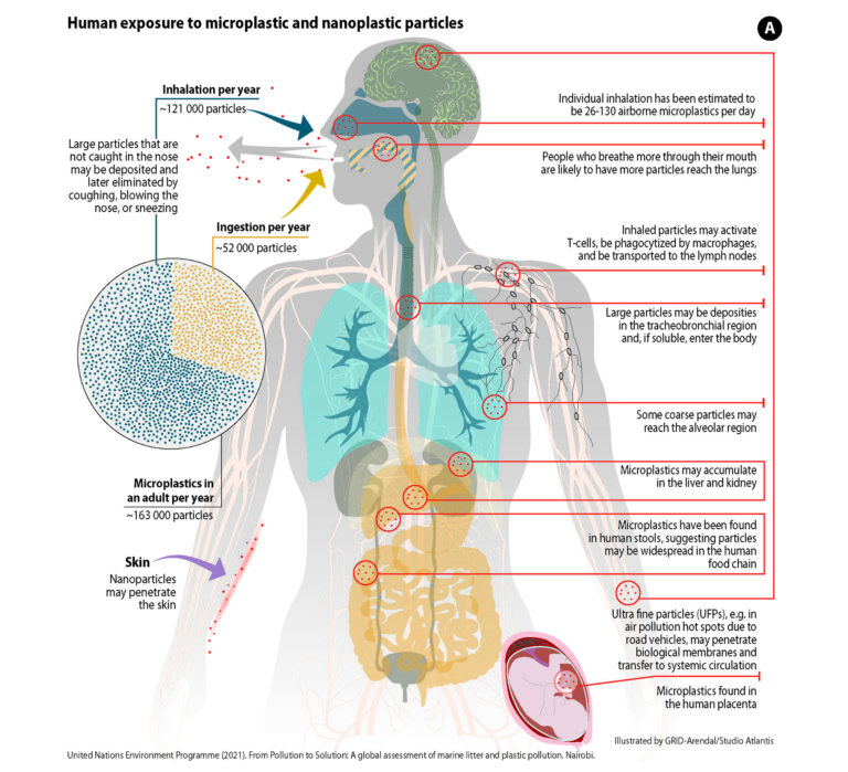 Human exposure to microplastic and nanoplastic particles A (Courtesy of GRID-Arendal | Studio Atlantis CC BY-NC-SA 2.0 DEED via Flickr).