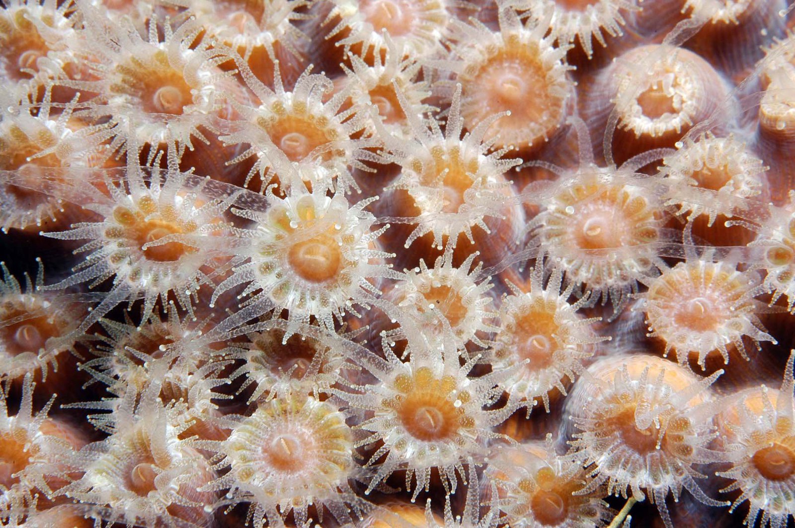 Extended coral polyps. Flower Garden Banks National Marine Sanctuary. 2006 July 3 (by G. P. Schmahl, courtesy of NOAA CC BY 2.0 DEED Photo Library via Flickr).