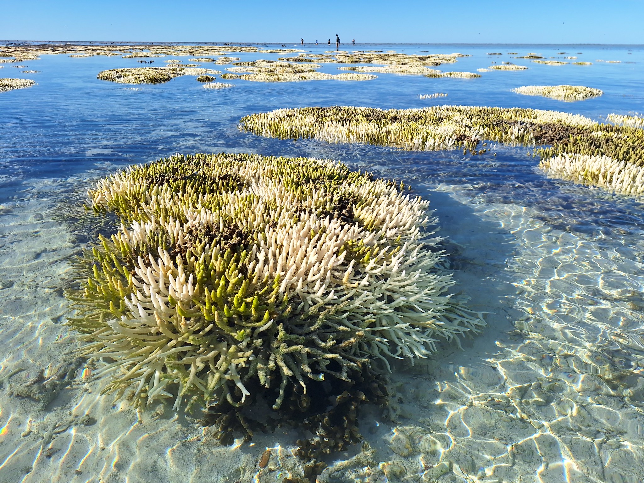 Bleached corals at low tide, Heron Island, Australia, April 10, 2024 (by John Turnbull CC BY-NC-SA 2.0 DEED via Flickr).