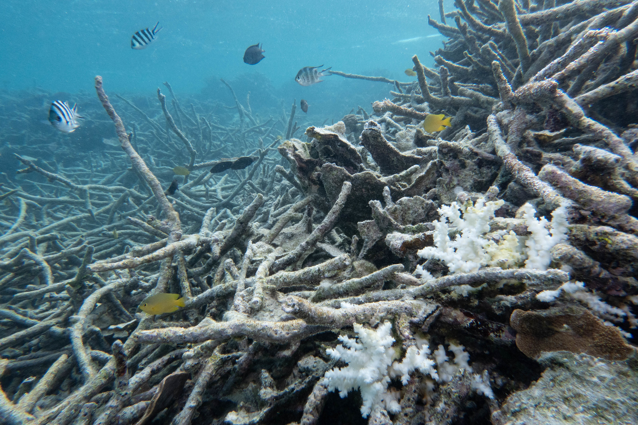 One Tree Island, Great Barrier Reef: the majority of corals have died and among the few survivors, many are now bleached. In the foreground are two small bleached Galaxea colonies and an unbleached Montipora - May 1, 2024 (by John Turnbull CC BY-NC-SA 2.0 DEED via Flickr).