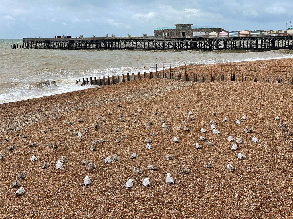 Gulls at Pelham Beach by Hastings (by Oast House Archive CC BY-SA 2.0 DEED via Geograph.org UK).