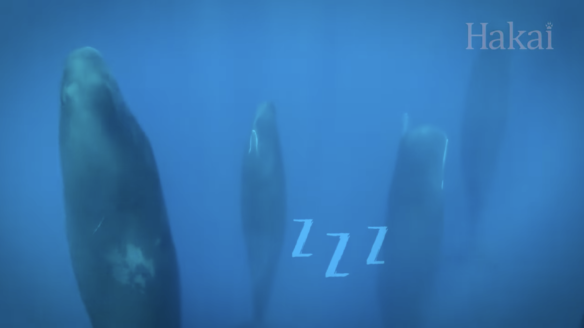 Screenshot from Hakai Institute's "Ocean Wonders: Slumber in the Sea" via Youtube.