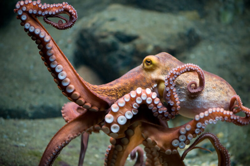 Dancing Octopus (by DaugaardDK CC BY-NC-SA 2.0 via Flickr).