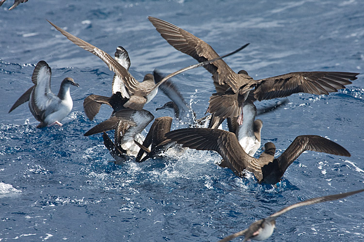 Wedge-tailed Shearwaters (by Tony Morris CC BY-NC 2.0 via Flickr).