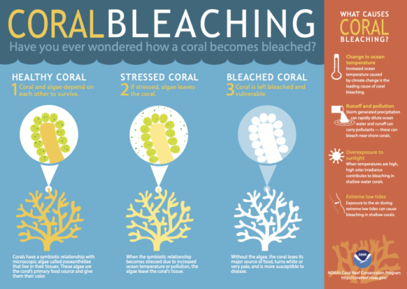 Can coral survive a bleaching event? If the stress-caused bleaching is not severe, coral have been known to recover. If the algae loss is prolonged and the stress continues, coral eventually dies, courtesy of the National Oceanic and Atmospheric Administration (NOAA).