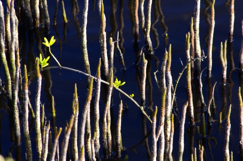 Black Mangrove, Florida Everglades (by Marianne Serra CC BY 2.0 via Flickr).