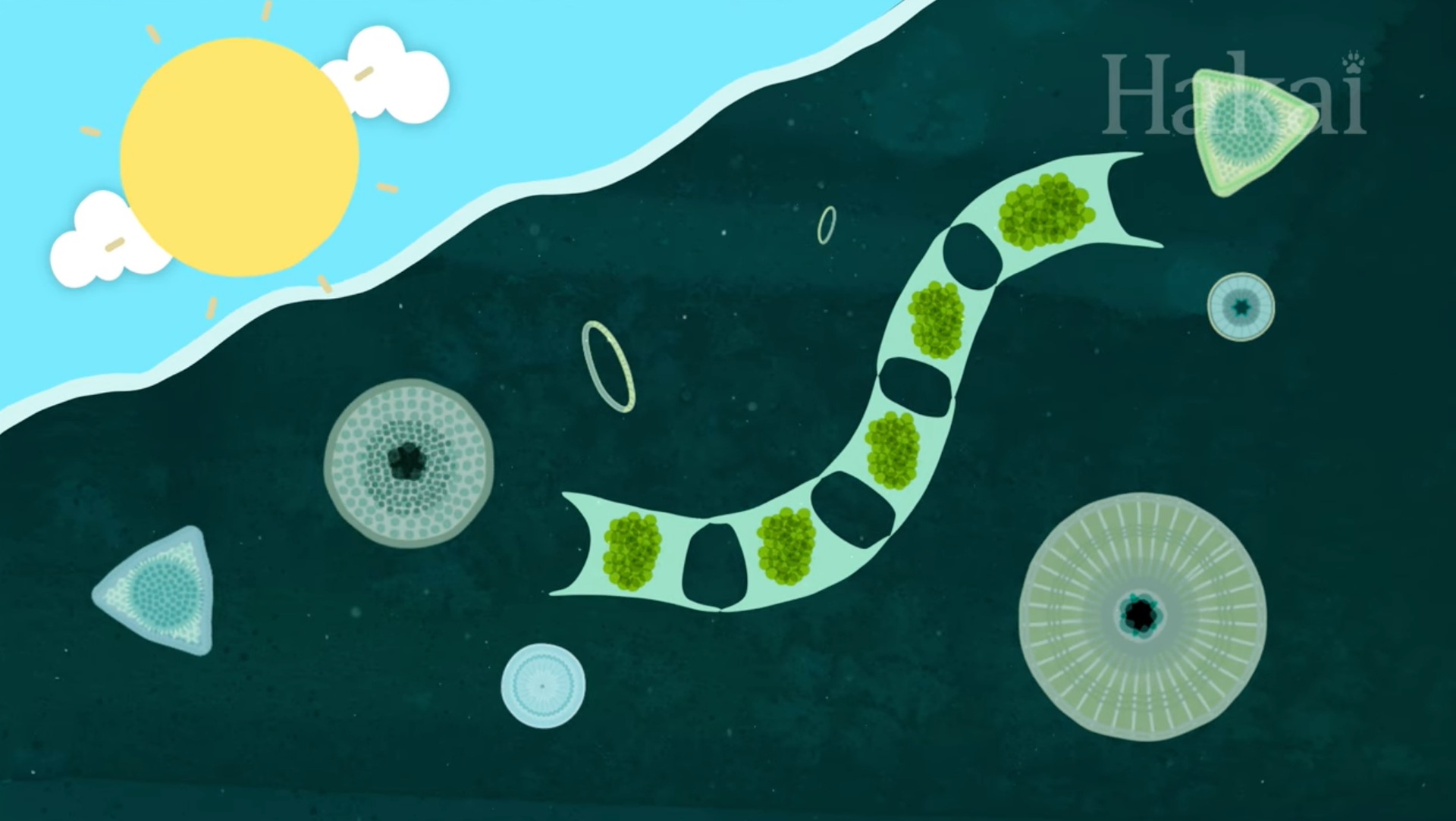 Screenshot from Long Story Shorts: How Does Fish Poop Keep Our World in Balance? by Hakai Institute via Youtube.
