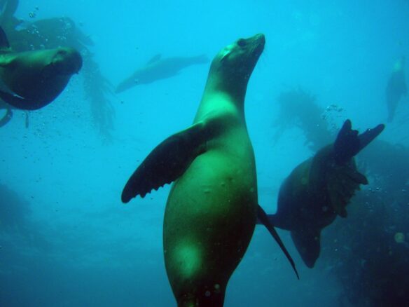 Playful California sea lions in the kelp forest off San Miguel Island. California, Channel Islands NMS (courtesy of NOAA Photo Library CC BY 2.0 via Flickr).