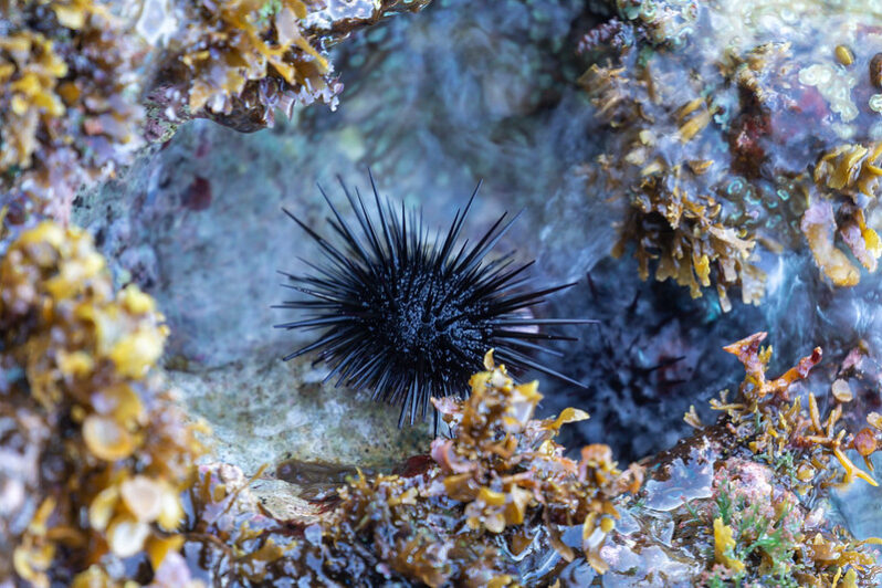 Atlantic Long-spined Sea Urchin (by Matthew Paulson CC BY-NC-ND via Flicker).