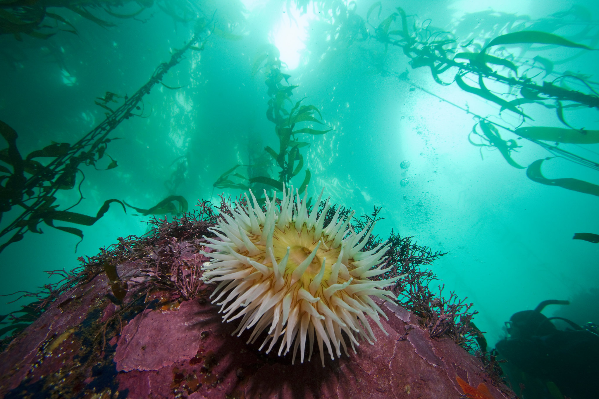 Anemone in Kelp, Monterey Bay Marine Sanctuary: Kelp forests are critical ecosystems for many marine organisms (by Chad King, NOAA, public domain, via Flickr).