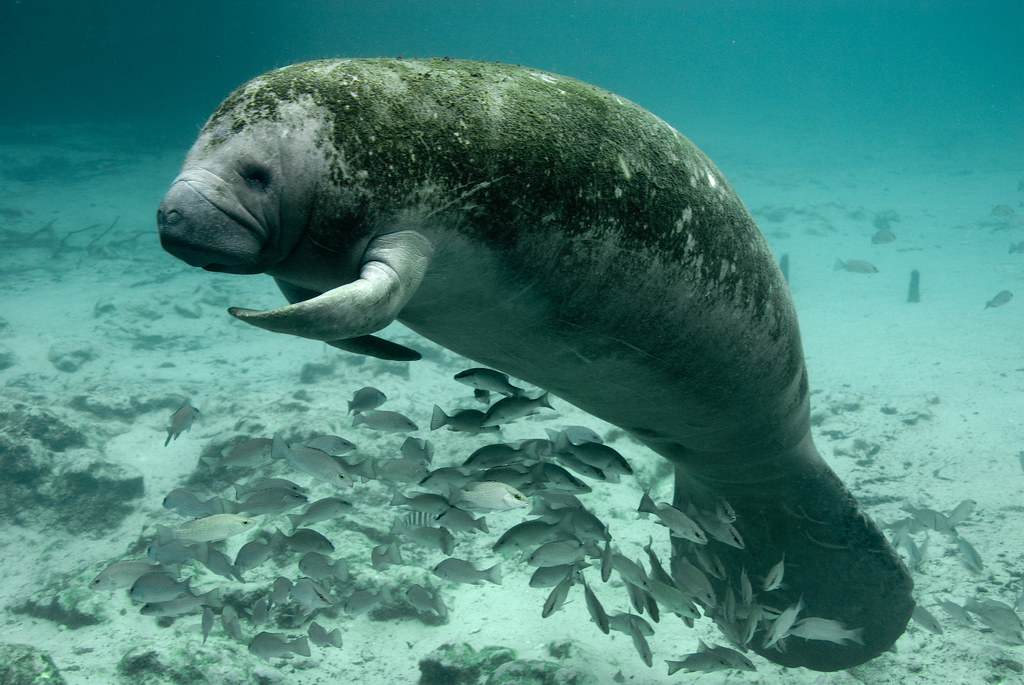 Endangered Florida manatee (Trichechus manatus) resting at Three Sisters Springs (Crystal River NWR) while shading over a school of mangrove snappers (courtesy of U.S. Fish and Wildlife Service Headquarters, Photo credit: Keith Ramos CC BY 2.0 via Flickr).