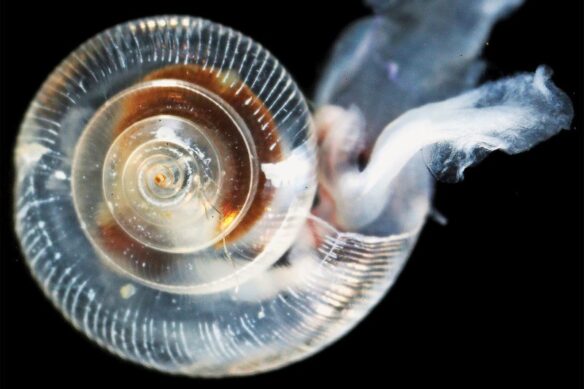 Effects of ocean acidification on this pteropod include ragged, dissolving shell ridges on upper surface, a cloudy shell in lower right, and severe abrasions and weak spots on on its lower whorl (courtesy of NOAA Photo Library CC BY 2.0 via Flickr).