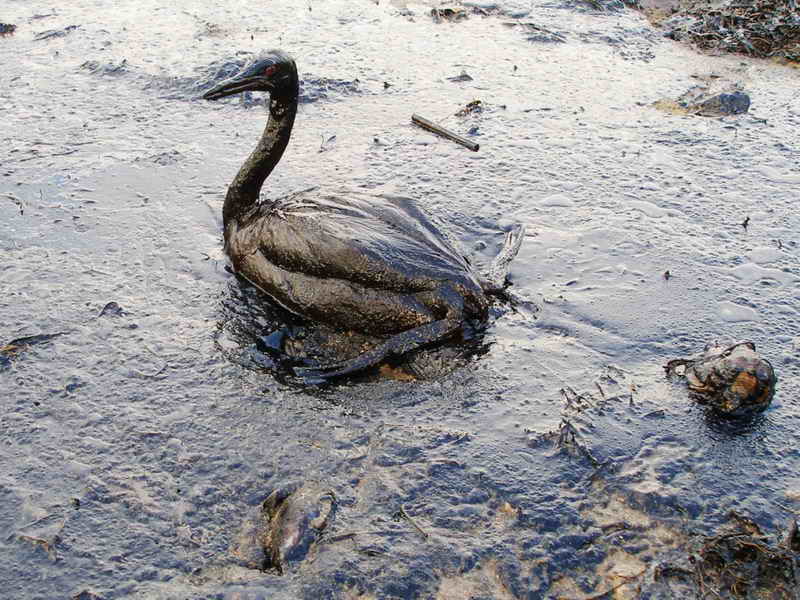 Oiled Bird in the 2007 Black Sea Spill, Kerch Strait which connects the Black Sea with the Sea of Azov (by Igor Golubenkov, courtesy of Marine Photobank CC BY 2.0 via Flickr).