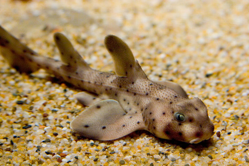 Juvenile horn shark (Heterodontus francisci) at the Monterey Bay Aquarium (by Erik Ogan CC BY-SA 2.0 via Wikimedia).