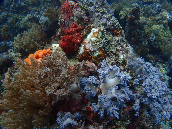 Richness and diversity of corals in Raja Ampat, 2018 (by Valerie Hukalo CC BY-NC-SA 2.0 via Flickr)